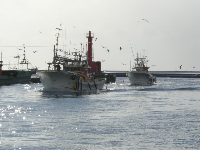 福さ屋では、11月から4月の寒冷期に獲れたスケトウダラの卵だけを厳選して仕入れています