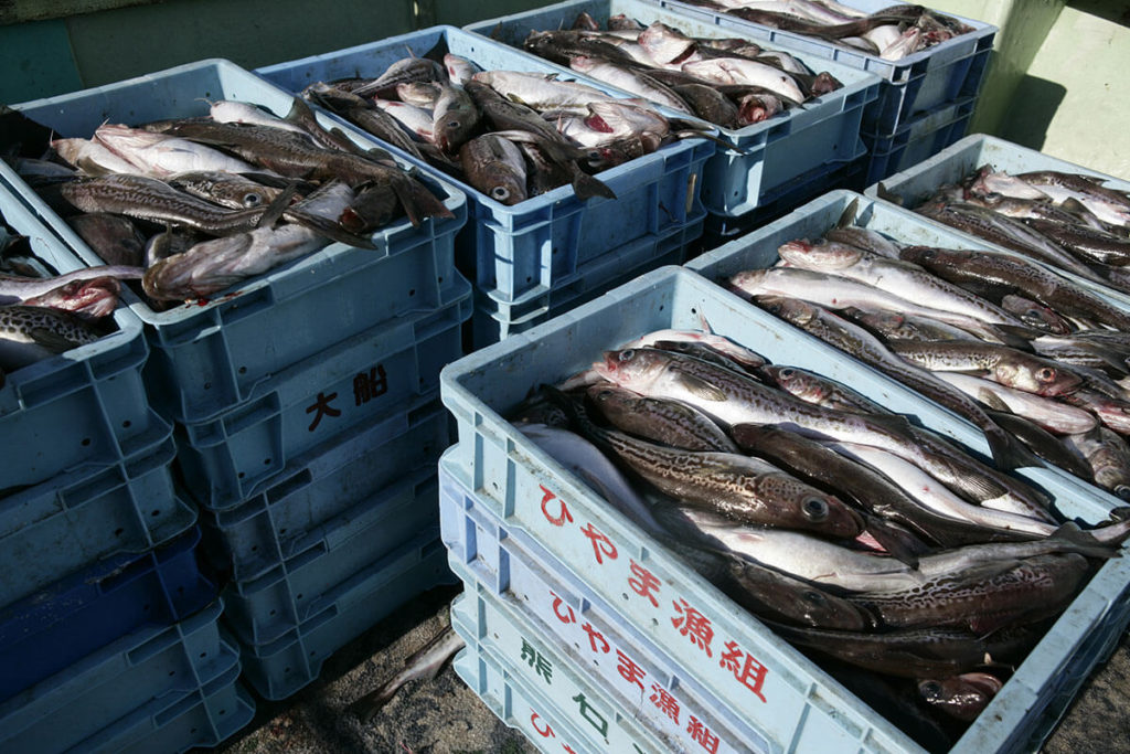 福さ屋では、11月〜4月の寒冷期で獲れたスケトウダラの卵のみ、仕入れます